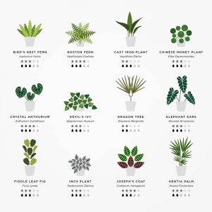 House Plants Print Plant Poster