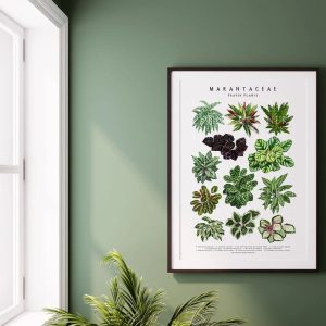 Marantaceae II Art print Calathea Art Print Plant Art