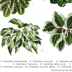 Marantaceae II Art print Calathea Art Print