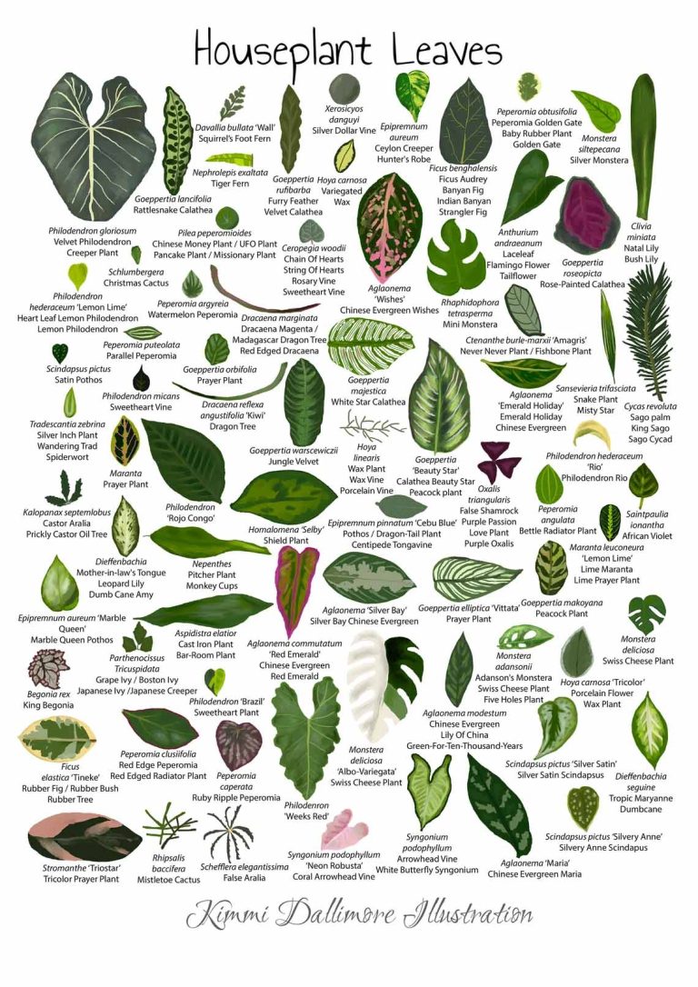 Houseplant leaves illustration leaf varieties poster