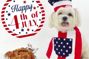 dog 4th of july