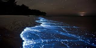 hawaiian themed t shirts